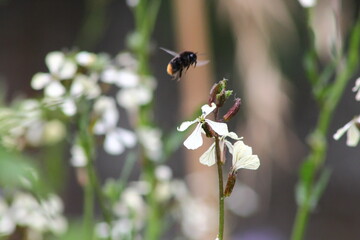 fleurs de roquette