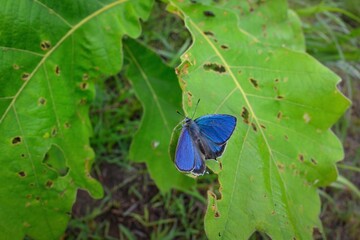 初夏の高原の林で見られるウルトラマリンとパールホワイトの美しいチョウ、ウラジロミドリシジミ