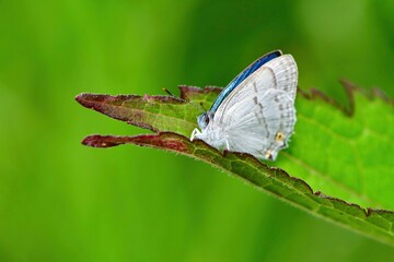 初夏の高原の林で見られるウルトラマリンとパールホワイトの美しいチョウ、ウラジロミドリシジミ