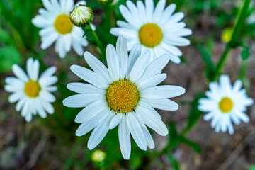 Obraz premium Several large white daisies close-up. Selective focus. Soft focus