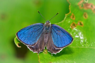 初夏の高原の林で見られるウルトラマリンとパールホワイトの美しいチョウ、ウラジロミドリシジミ
