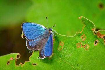 Obraz premium 初夏の高原の林で見られるウルトラマリンとパールホワイトの美しいチョウ、ウラジロミドリシジミ