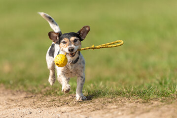 a small cute Jack Russell Terrier dog running fast and with joy across a meadow with a toys in his mouth - obrazy, fototapety, plakaty