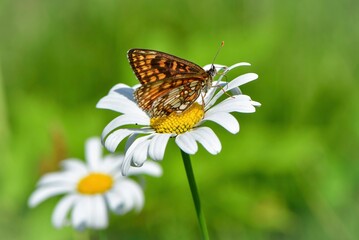 オレンジと黒の鮮やかな美しい高原のチョウ、絶滅危惧種のコヒョウモンモドキ