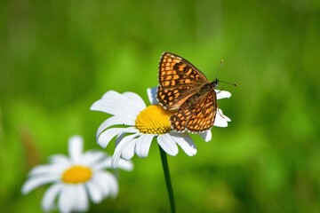 オレンジと黒の鮮やかな美しい高原のチョウ、絶滅危惧種のコヒョウモンモドキ