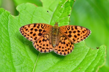 軽井沢や八ヶ岳の初夏の高原で見られるオレンジ色の鮮やかな美しいチョウ、コヒョウモン