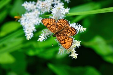 オレンジと黒の鮮やかな美しい高原のチョウ、絶滅危惧種のコヒョウモンモドキ