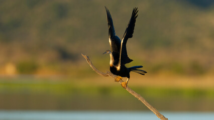 Afrcan Darter ( Anhinga rufa) Pilanesberg Nature Reserve, South Africa