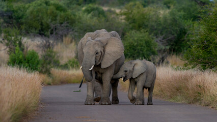 Fototapeta na wymiar African Elephant ( Loxodonta africana) Pilanesberg Nature Reserve, South Africa