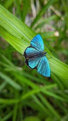 軽井沢や日光の初夏の高原で見られるエメラルドグリーンの美しいチョウ、ジョウザンミドリシジミ