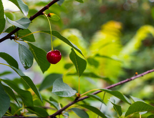 One ripe juicy red cherry on a tree with green leaves in summer