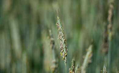 Ears of grain, green rye during pollination. Flowering and pollination of the grain. Ears of rye close-up.