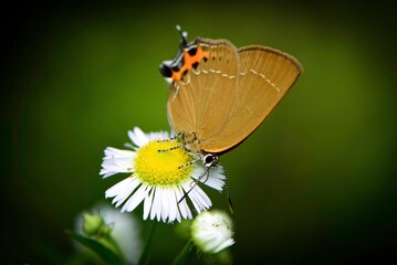 夏休みの高原でよく見られる小さなかわいいチョウ、ミヤマカラスシジミ