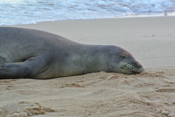 sea lion taking a nap  on the beach