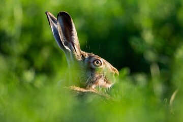 a hare in a clover