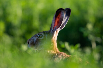 a hare in a clover
