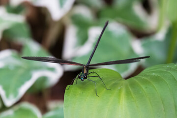神様のトンボ ハグロトンボのメスが緑の葉にとまり翅を広げる