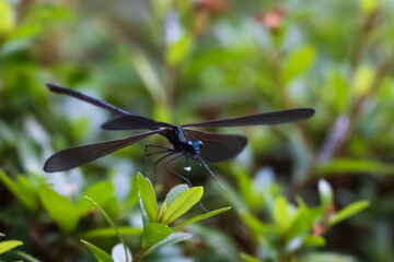 神様のトンボ ハグロトンボのメスがサツキの芽にとまり翅を広げる
