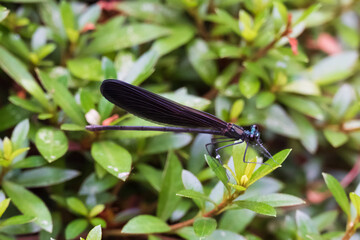 神様のトンボ ハグロトンボのメスがサツキの芽にとまる