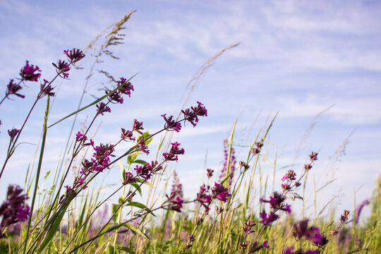 Pale Purple Flowers Against The Sky