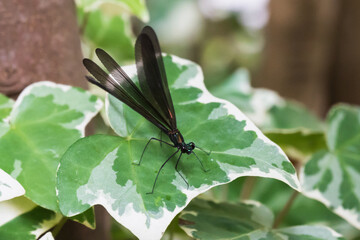 神様のトンボ ハグロトンボのメスが緑の葉にとまり翅を広げ始める