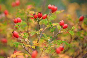 Red rosehip berries on a branch. Red ripe autumn berries in a natural environment. The season of autumn berries. A natural source of vitamin C.