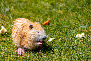 red nutria gnaws food in the zoo on the lawn