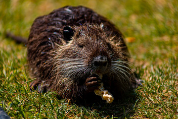 nutria in the zoo holds food with its paws and gnaws it