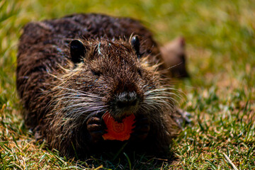 nutria in the zoo holds food with its paws and gnaws it