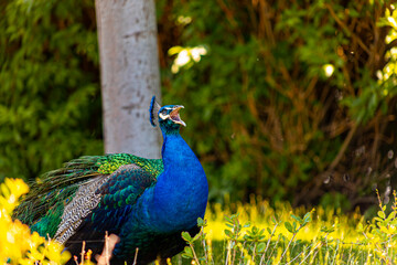 Obraz premium beautiful blue bird peacock looks around the territory of the zoo while walking under the trees in the shade