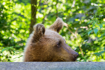 Young bear in Romania