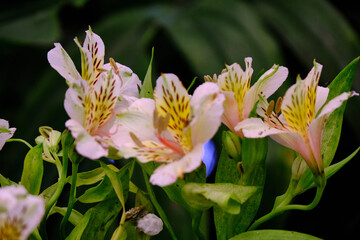 Beautiful flowers of Sikkim, India, flowering plants in Sikkim, Selective focus.