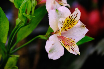 Obraz premium Beautiful flowers of Sikkim, India, flowering plants in Sikkim, Selective focus.