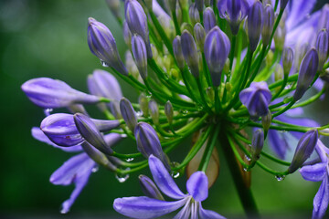 Beautiful flowers of Sikkim, India, flowering plants in Sikkim, Selective focus.