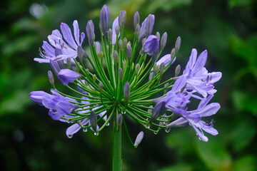 Beautiful flowers of Sikkim, India, flowering plants in Sikkim, Selective focus.