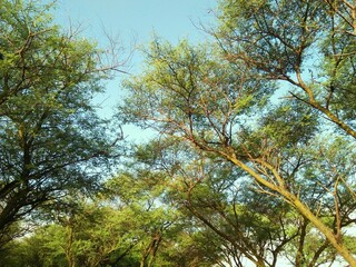 trees and sky