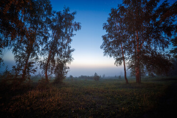 Fototapeta na wymiar birch trees at foggy night, illuminated with camp fire.