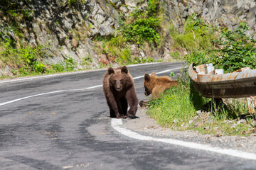 Young bears on the road