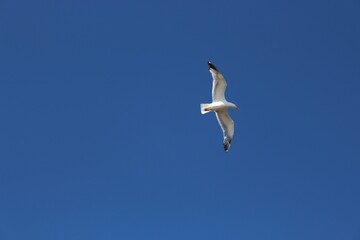 A white seagull flying through the clear dark blue sky of a beautiful summer day. Its legs are yellow and the tips of its wings are black. Birds and nature background.