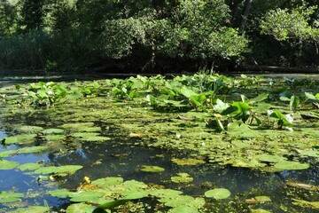 Teichlandschaft mit Seerosen 