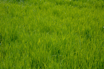 Green grass and blue sky. Meadow closeup background for farming or gardening, lawn in park, outdoor sport yard, abstract fresh greenery.