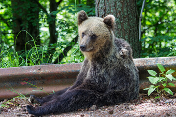 Naklejka premium Baer on the Transfagarasan Highway, Sibiu County Romania