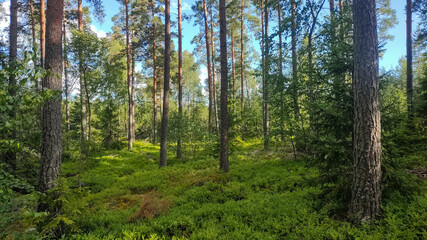 Fototapeta na wymiar Summer Forest in Sweden with beautiful green trees