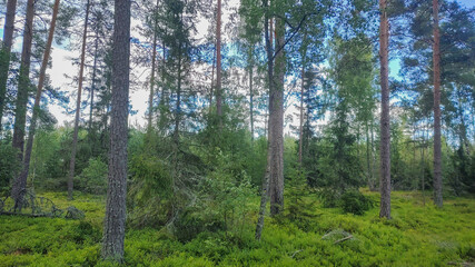 Summer Forest in Sweden with beautiful green trees