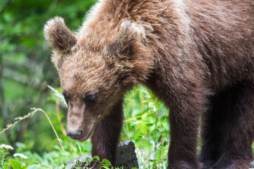Baer on the Transfagarasan Highway, Sibiu County Romania
