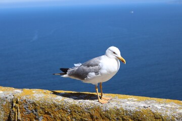 A white and grey seagull resting on a careless wall. Its legs and beak are yellow. In the background, the Atlantic Ocean Birds and nature beautiful background. It's a beautiful summer day.