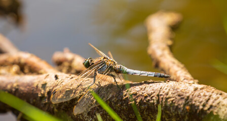 Libelle sonnt entspannt am Seeufer