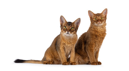 Ruddy and sorrel Somali cat kittens, sitting together. Looking towards camera. Isolated on a white...