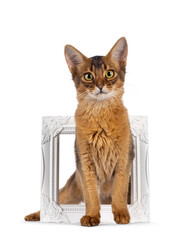 Ruddy Somali cat kitten, sitting through white photo frame. Looking towards camera. Isolated on a white background.