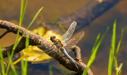 Libelle sonnt entspannt am Seeufer